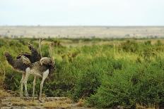 Kenya, Laikipia, Il Ngwesi, Goat Feeding Her Baby-Thibault Van Stratum-Photographic Print