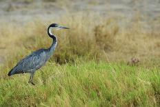 Kenya, Amboseli National Park, Black-Headed Heron-Thibault Van Stratum-Photographic Print