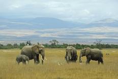 Kenya, Amboseli National Park, Zebras Running in the Dust-Thibault Van Stratum-Photographic Print