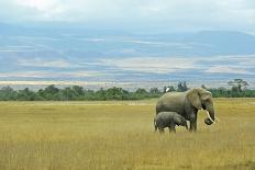 Kenya, Amboseli National Park, Yellow Canary or Weaver-Thibault Van Stratum-Photographic Print