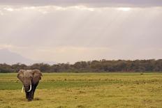 Kenya, Amboseli National Park, Elephants in Family in Front of Clouded Kilimanjaro-Thibault Van Stratum-Photographic Print