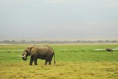 Kenya, Amboseli National Park, Elephant Mother Playing with Dust with Calf-Thibault Van Stratum-Photographic Print