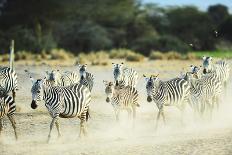 Kenya, Amboseli National Park, Zebras Running in the Dust-Thibault Van Stratum-Photographic Print