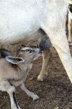 Kenya, Laikipia, Il Ngwesi, Goat Feeding Her Baby-Thibault Van Stratum-Photographic Print