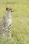 Kenya, Amboseli National Park, One Female Elephant in Grassland in Cloudy Weather-Thibault Van Stratum-Photographic Print