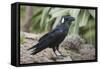 Thick-Billed Raven (Corvus Crassirostris)-Gabrielle and Michel Therin-Weise-Framed Stretched Canvas