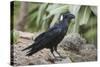 Thick-Billed Raven (Corvus Crassirostris)-Gabrielle and Michel Therin-Weise-Stretched Canvas