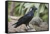 Thick-Billed Raven (Corvus Crassirostris)-Gabrielle and Michel Therin-Weise-Framed Stretched Canvas