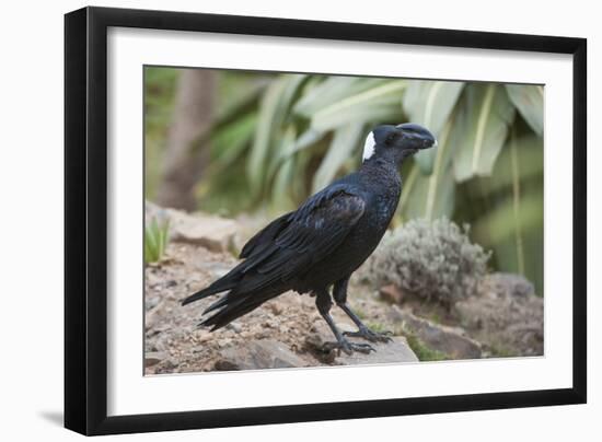 Thick-Billed Raven (Corvus Crassirostris)-Gabrielle and Michel Therin-Weise-Framed Photographic Print