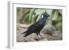 Thick-Billed Raven (Corvus Crassirostris)-Gabrielle and Michel Therin-Weise-Framed Photographic Print