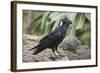 Thick-Billed Raven (Corvus Crassirostris)-Gabrielle and Michel Therin-Weise-Framed Photographic Print