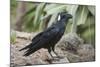 Thick-Billed Raven (Corvus Crassirostris)-Gabrielle and Michel Therin-Weise-Mounted Photographic Print