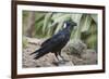 Thick-Billed Raven (Corvus Crassirostris)-Gabrielle and Michel Therin-Weise-Framed Photographic Print