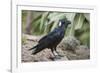 Thick-Billed Raven (Corvus Crassirostris)-Gabrielle and Michel Therin-Weise-Framed Photographic Print