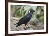 Thick-Billed Raven (Corvus Crassirostris)-Gabrielle and Michel Therin-Weise-Framed Photographic Print