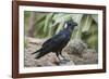 Thick-Billed Raven (Corvus Crassirostris)-Gabrielle and Michel Therin-Weise-Framed Photographic Print