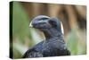 Thick-Billed Raven (Corvus Crassirostris)-Gabrielle and Michel Therin-Weise-Stretched Canvas