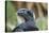 Thick-Billed Raven (Corvus Crassirostris)-Gabrielle and Michel Therin-Weise-Stretched Canvas