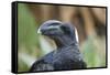 Thick-Billed Raven (Corvus Crassirostris)-Gabrielle and Michel Therin-Weise-Framed Stretched Canvas