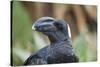 Thick-Billed Raven (Corvus Crassirostris)-Gabrielle and Michel Therin-Weise-Stretched Canvas