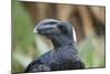 Thick-Billed Raven (Corvus Crassirostris)-Gabrielle and Michel Therin-Weise-Mounted Photographic Print