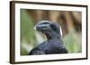 Thick-Billed Raven (Corvus Crassirostris)-Gabrielle and Michel Therin-Weise-Framed Photographic Print