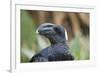 Thick-Billed Raven (Corvus Crassirostris)-Gabrielle and Michel Therin-Weise-Framed Photographic Print