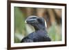 Thick-Billed Raven (Corvus Crassirostris)-Gabrielle and Michel Therin-Weise-Framed Photographic Print