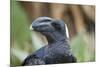 Thick-Billed Raven (Corvus Crassirostris)-Gabrielle and Michel Therin-Weise-Mounted Photographic Print