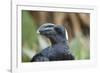 Thick-Billed Raven (Corvus Crassirostris)-Gabrielle and Michel Therin-Weise-Framed Photographic Print