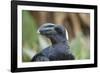 Thick-Billed Raven (Corvus Crassirostris)-Gabrielle and Michel Therin-Weise-Framed Photographic Print