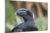 Thick-Billed Raven (Corvus Crassirostris)-Gabrielle and Michel Therin-Weise-Mounted Photographic Print