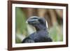 Thick-Billed Raven (Corvus Crassirostris)-Gabrielle and Michel Therin-Weise-Framed Photographic Print