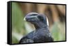 Thick-Billed Raven (Corvus Crassirostris)-Gabrielle and Michel Therin-Weise-Framed Stretched Canvas