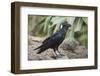 Thick-Billed Raven (Corvus Crassirostris)-Gabrielle and Michel Therin-Weise-Framed Premium Photographic Print