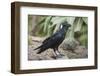 Thick-Billed Raven (Corvus Crassirostris)-Gabrielle and Michel Therin-Weise-Framed Photographic Print