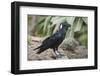 Thick-Billed Raven (Corvus Crassirostris)-Gabrielle and Michel Therin-Weise-Framed Photographic Print