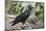 Thick-Billed Raven (Corvus Crassirostris)-Gabrielle and Michel Therin-Weise-Mounted Photographic Print