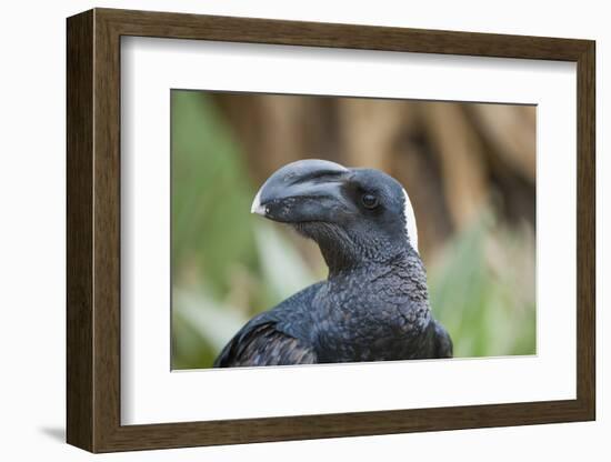 Thick-Billed Raven (Corvus Crassirostris)-Gabrielle and Michel Therin-Weise-Framed Photographic Print