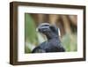 Thick-Billed Raven (Corvus Crassirostris)-Gabrielle and Michel Therin-Weise-Framed Photographic Print