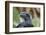 Thick-Billed Raven (Corvus Crassirostris)-Gabrielle and Michel Therin-Weise-Framed Photographic Print