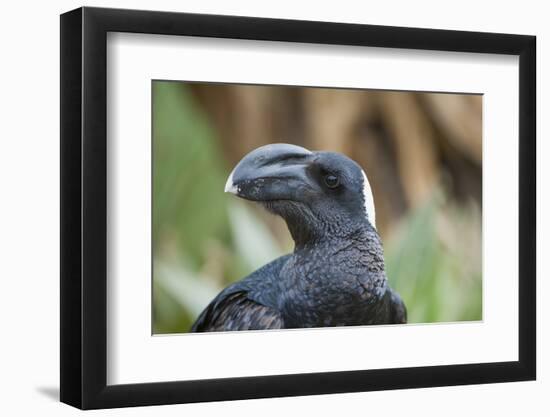 Thick-Billed Raven (Corvus Crassirostris)-Gabrielle and Michel Therin-Weise-Framed Photographic Print