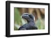 Thick-Billed Raven (Corvus Crassirostris)-Gabrielle and Michel Therin-Weise-Framed Photographic Print