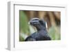 Thick-Billed Raven (Corvus Crassirostris)-Gabrielle and Michel Therin-Weise-Framed Photographic Print