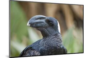 Thick-Billed Raven (Corvus Crassirostris)-Gabrielle and Michel Therin-Weise-Mounted Photographic Print