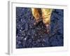 Thick Crude Oil Washed up on the Cobble Beach of Evans Island-null-Framed Photographic Print