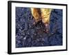 Thick Crude Oil Washed up on the Cobble Beach of Evans Island-null-Framed Photographic Print