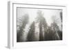 Thick Fog In The Large Trees In Sequoia National Park, California-Michael Hanson-Framed Photographic Print