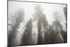 Thick Fog In The Large Trees In Sequoia National Park, California-Michael Hanson-Mounted Photographic Print