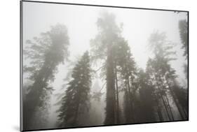 Thick Fog In The Large Trees In Sequoia National Park, California-Michael Hanson-Mounted Photographic Print